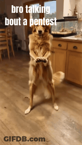 Dog On Hind Legs Bro Talking Bout Pentest GIF