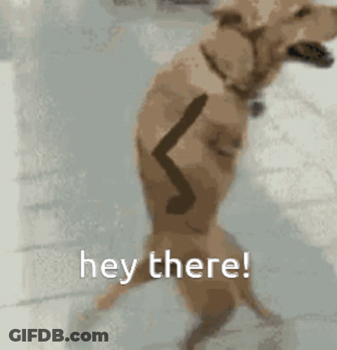 Dog On Hind Legs Saying Hey There GIF