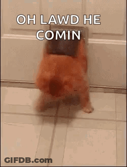 Dog On Hind Legs Saying Oh Lawd He Comin GIF