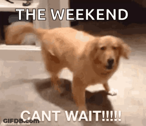 Dog On Hind Legs The Weekend Cant Wait!!! GIF
