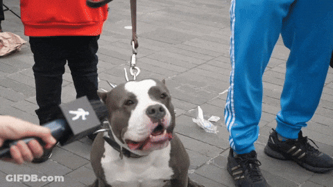 Dog On Leash Being Interviewed GIF