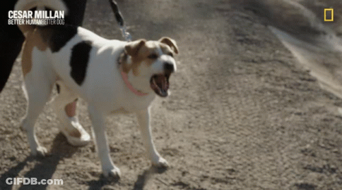 Dog On Leash Cesar Millan Better Human Better Dog GIF
