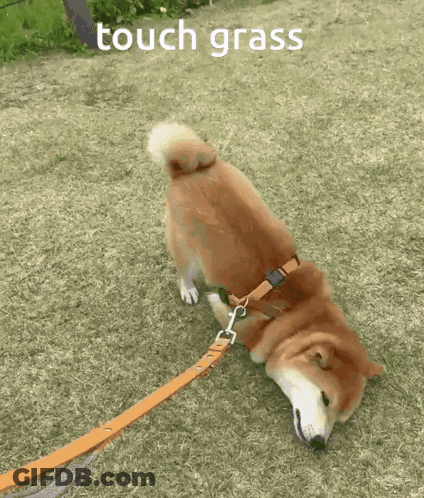 Dog On Leash Laying On Grass Saying Touch Grass GIF