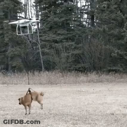 Dog On Leash Pulled By Drone GIF