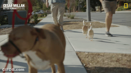 Dog On Leash Saying Cesar Millan GIF