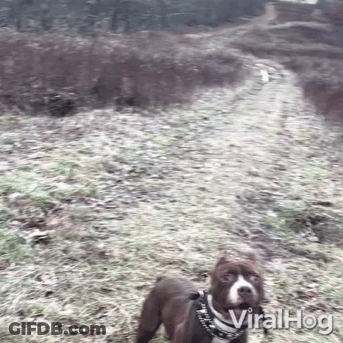 Dog On Leash Walking Down Dirt Path Viralhog GIF