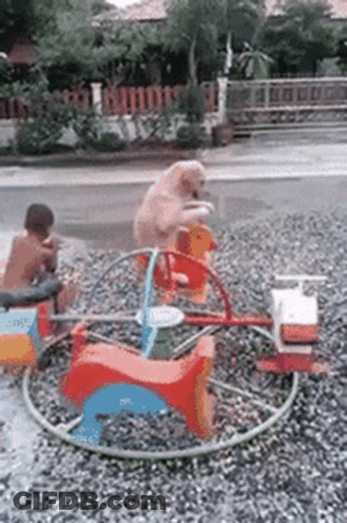 Dog On Playground Merry Go Round Ride GIF