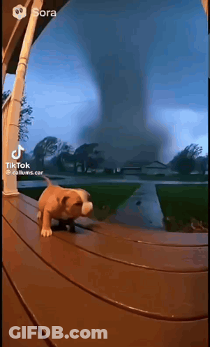 Dog On Porch Looking At Tornado GIF