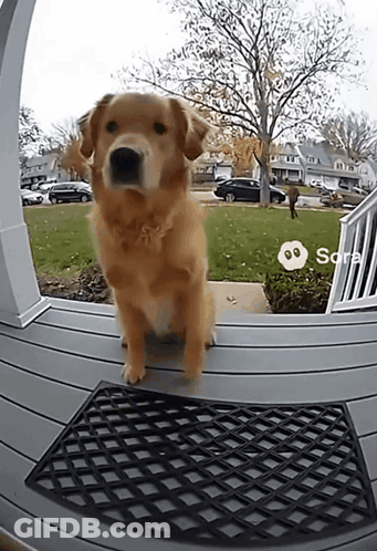 Dog On Porch With Doorbell Camera GIF