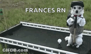 Dog On Trampoline Holding Golf Club And Ball GIF