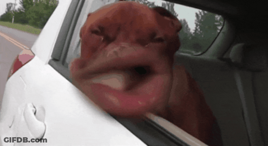 Dog On Windy Car Ride GIF