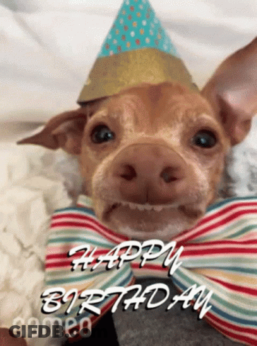Dog Party Hat Bow Tie: Happy Birthday Cameo GIF