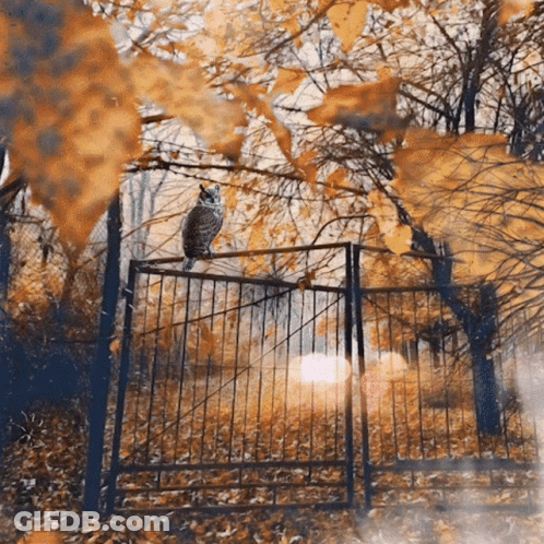 Dog Paws And Mouth Open GIF