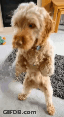 Dog Paws Up Saying Happy Birthday Mom GIF