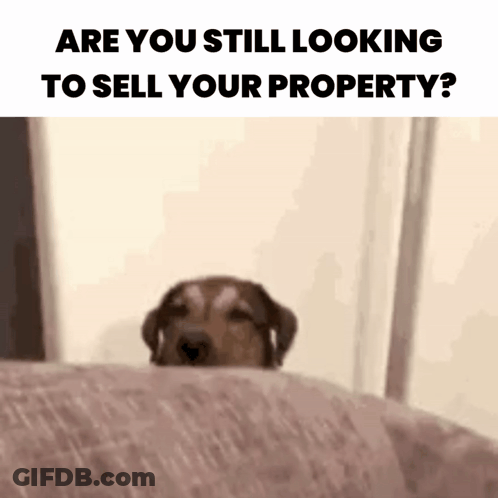Dog Peeking Behind Couch Saying Are You Still Looking To Sell Your Property GIF