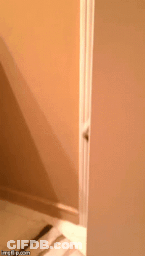 Dog Peeking Behind The Door GIF