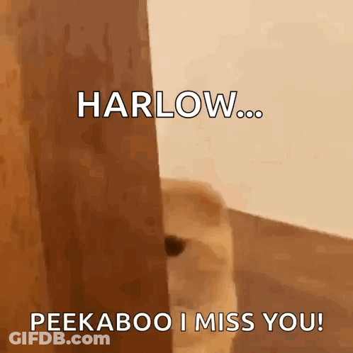 Dog Peeking Door Harlow Peekaboo I Miss You GIF