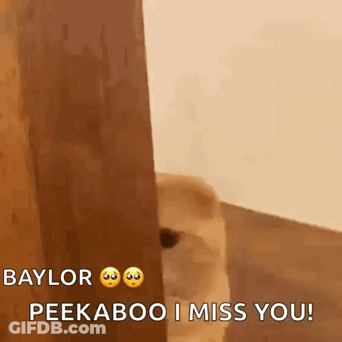 Dog Peeking From Behind Wooden Wall GIF