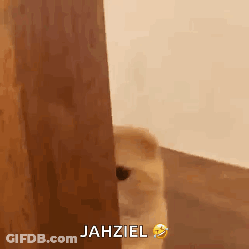 Dog Peeking Out Behind Wooden Door Jahziel GIF