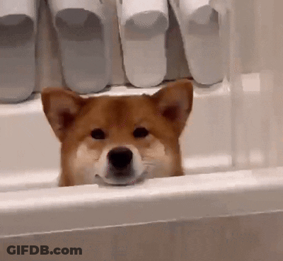 Dog Peeking Out Of Bathtub With Slippers GIF