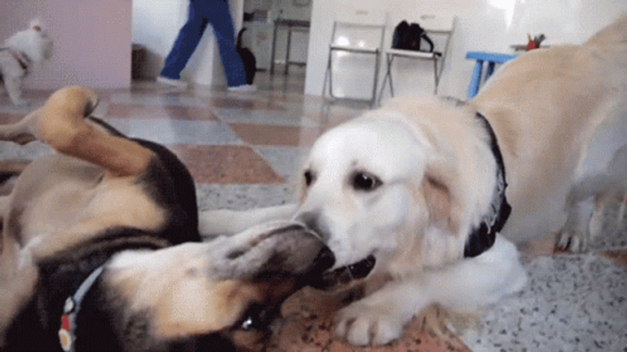 Dog Playful Sniffing Dog GIF