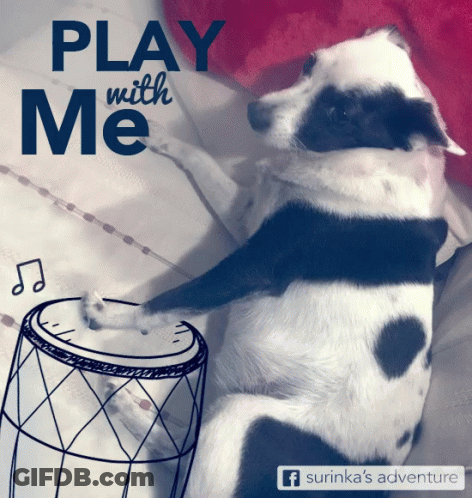 Dog Playing Drum Saying Play With Me GIF