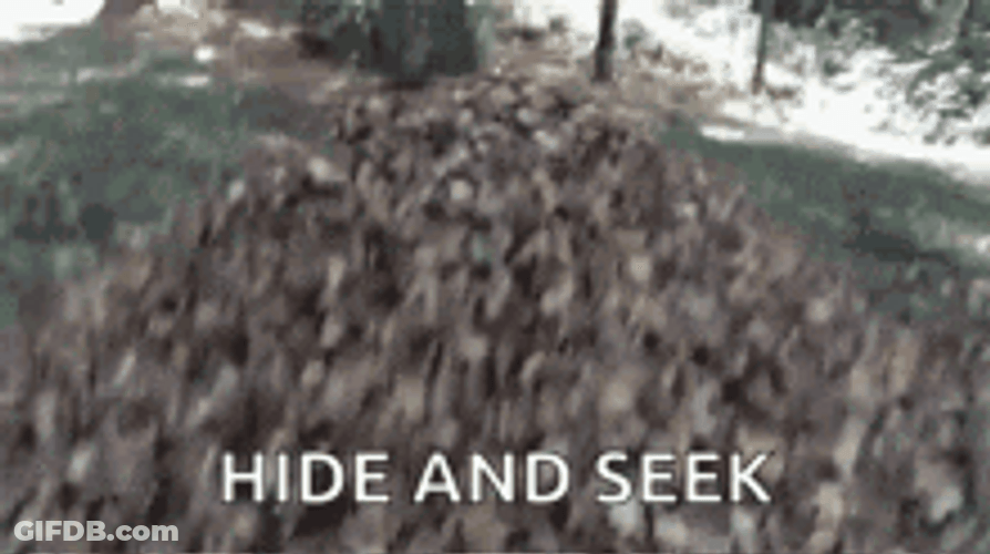 Dog Playing Hide And Seek GIF