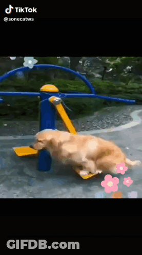Dog Playing On Playground Equipment In Park GIF