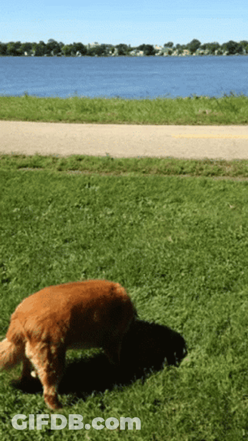 Dog Playing On The Grass GIF