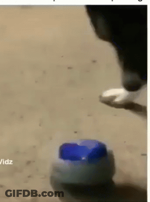 Dog Playing The Nut Button GIF