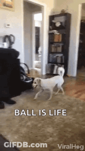 Dog Playing With Ball Saying Ball Is Life GIF