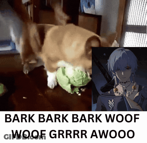 Dog Playing With Cabbage And Man With Gun GIF