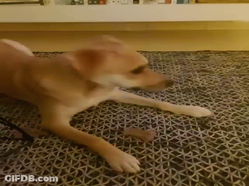 Dog Playing With Cardboard Box GIF