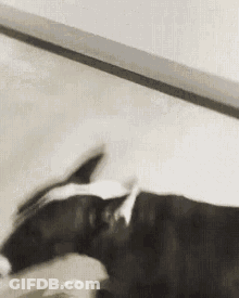 Dog Playing With Cat GIF