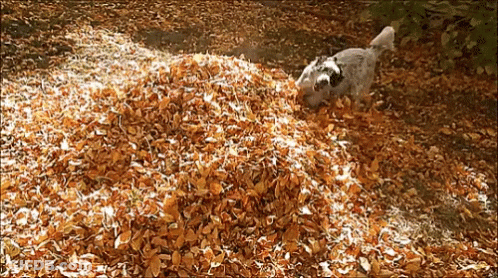 Dog Playing With Pile Of Leaves GIF