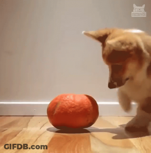 Dog Playing With Pumpkin And Collective Cat Logo GIF