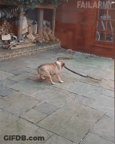 Dog Playing With Stick Failarmy GIF