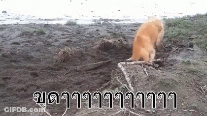 Dog Playing With Stick On Beach GIF