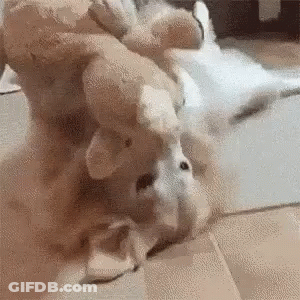 Dog Playing With Stuffed Animal On Back GIF