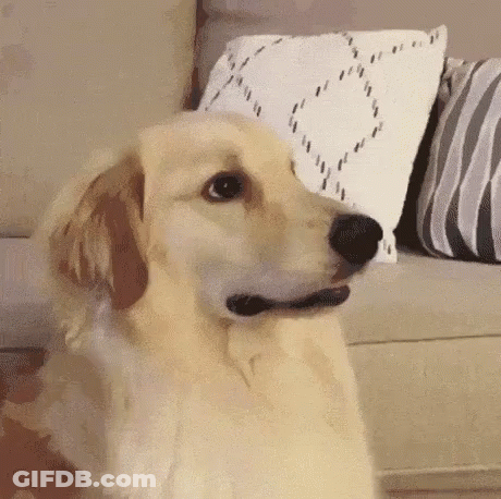 Dog Playing With Stuffed Animal On Its Back GIF