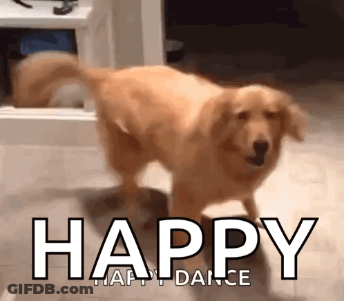 Dog Playing With Tennis Ball GIF