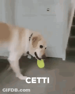 Dog Playing With Tennis Ball GIF
