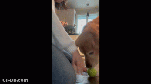 Dog Playing With Tennis Ball While Woman Looks On GIF