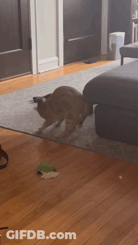 Dog Playing With Toy On Floor GIF