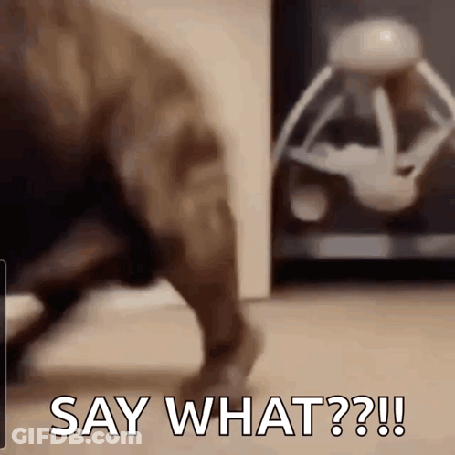 Dog Playing With Toy Saying Say What GIF