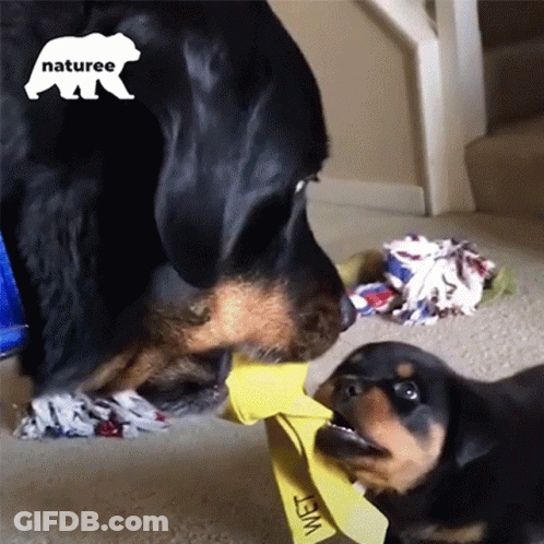 Dog Playing With Yellow Bag Saying Wet GIF