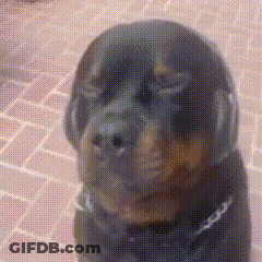 Dog Playing With Yellow Bag Saying Wet GIF