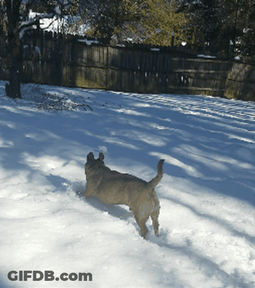 Dog Plays Licks Snow GIF