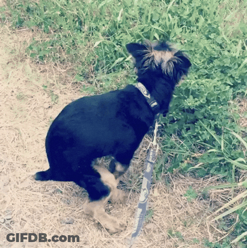 Dog Poop On The Grass GIF