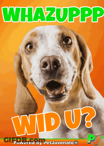 Dog Poster Saying Whazupp Wd U GIF